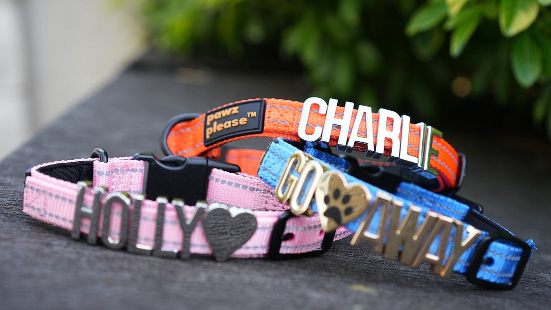 Pawz Please collars with range of customisable accessories