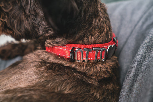 When to Replace Your Pet’s Collar: A Simple Safety Guide