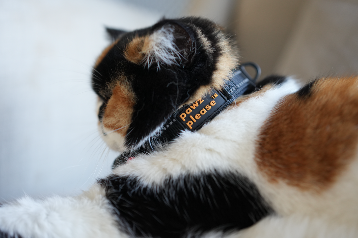 British Shorthair cat wearing a Paw Black Pawz Please collar, lying on a soft surface.