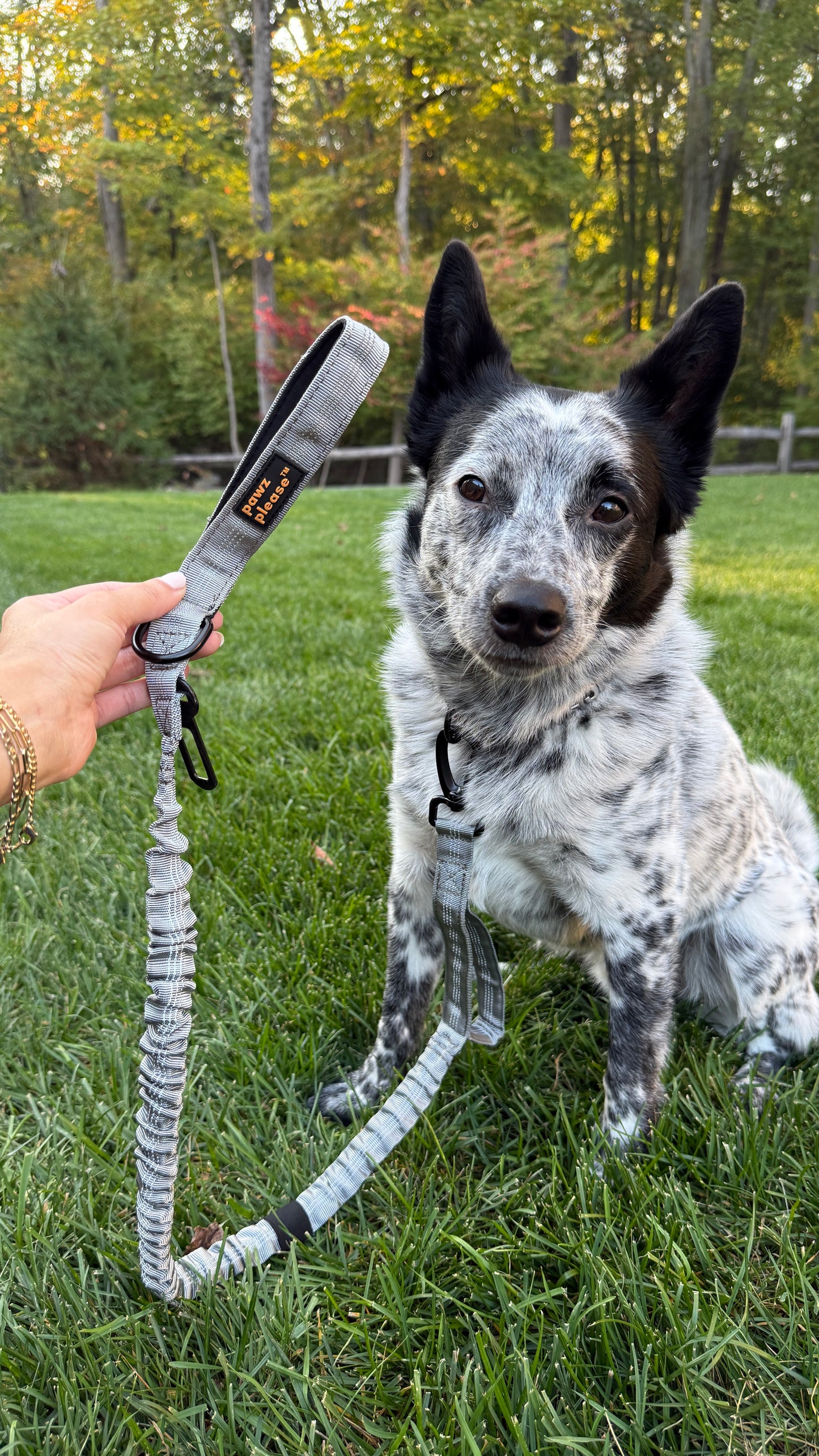 Dog sitting on grass with an Ash Grey Pawz Please leash held by a person