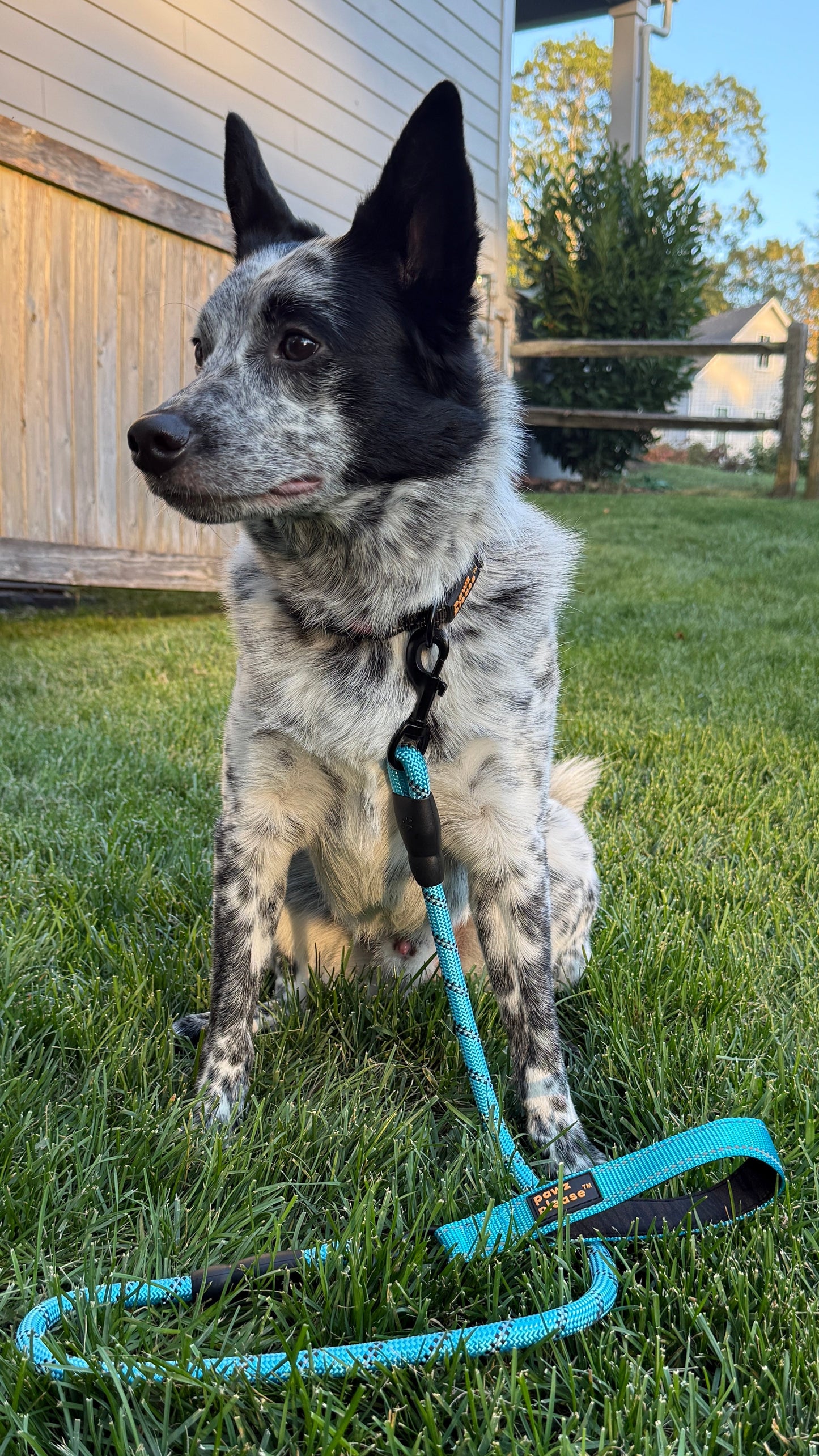 Dog with a Breezy Blue Pawz Please Rope leash standing in grass with a wooden building and trees in the background