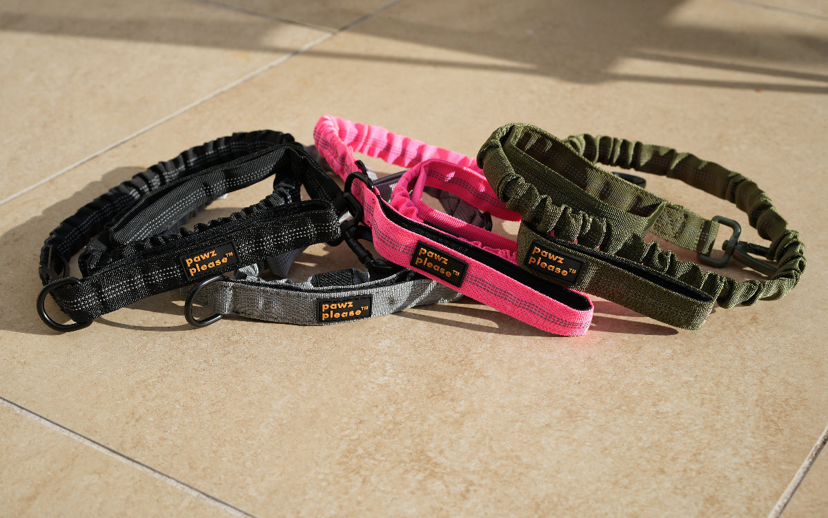 Group of Colourful Pawz Please Nylon Leash