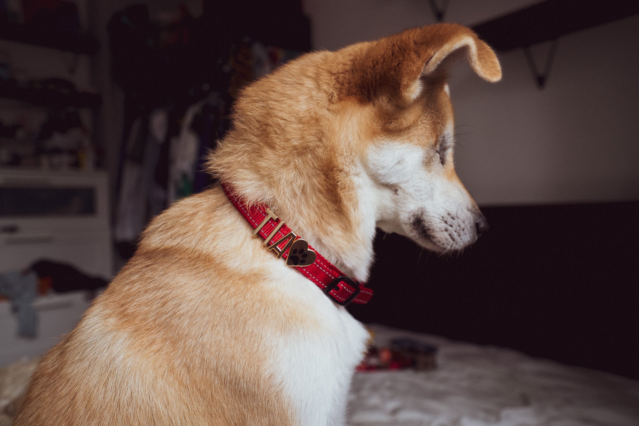 Dog wearing a Pawz Please Cherry Red collar with TIA and a heart with paw Charm