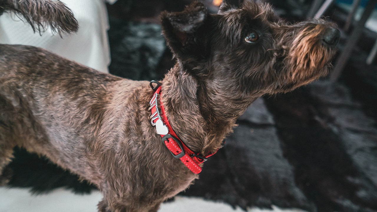 Schnauzer dog with Pawz Please collar and accessories that spell out 'OTTO ❤️'