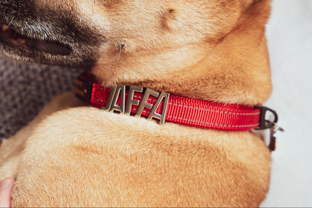 Pet Collars