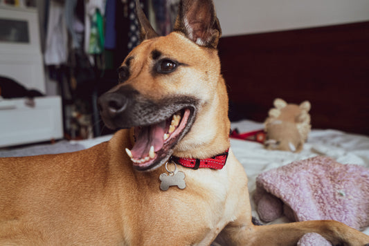 Dog with a red Pawz Please collar sitting on a bed in a room with clothes and a teddy bear in the background