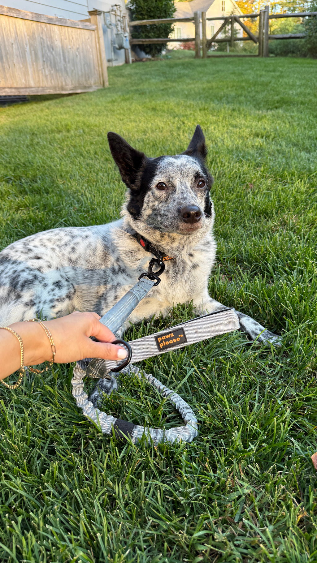 Dog sitting on grass with a Ash Grey Pawz Please leash held by a person