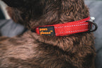 Dog wearing a Cherry Red Pawz Please collar