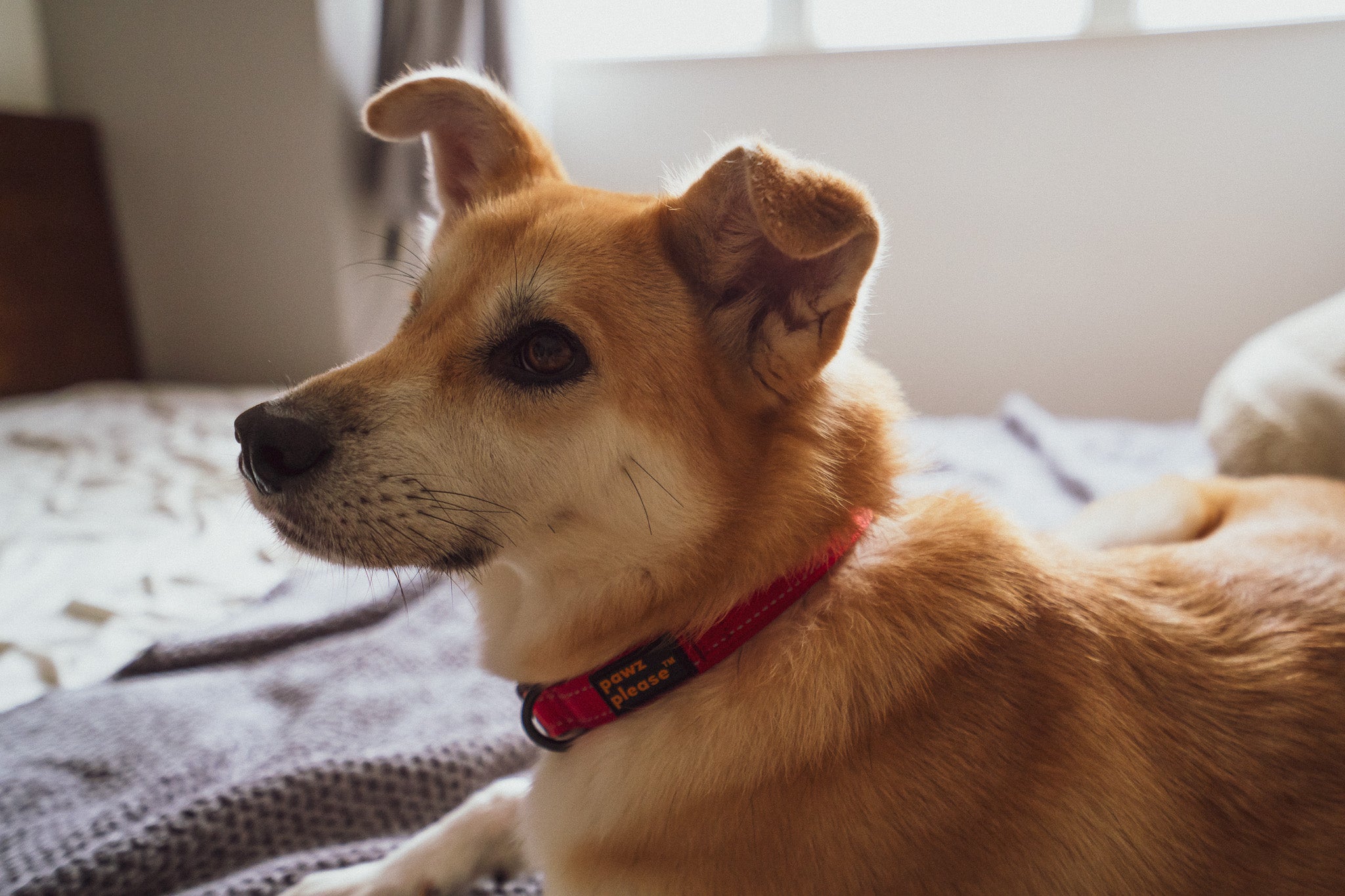 Dog wearing a Cherry Red Pawz Please collar sitting on a bed