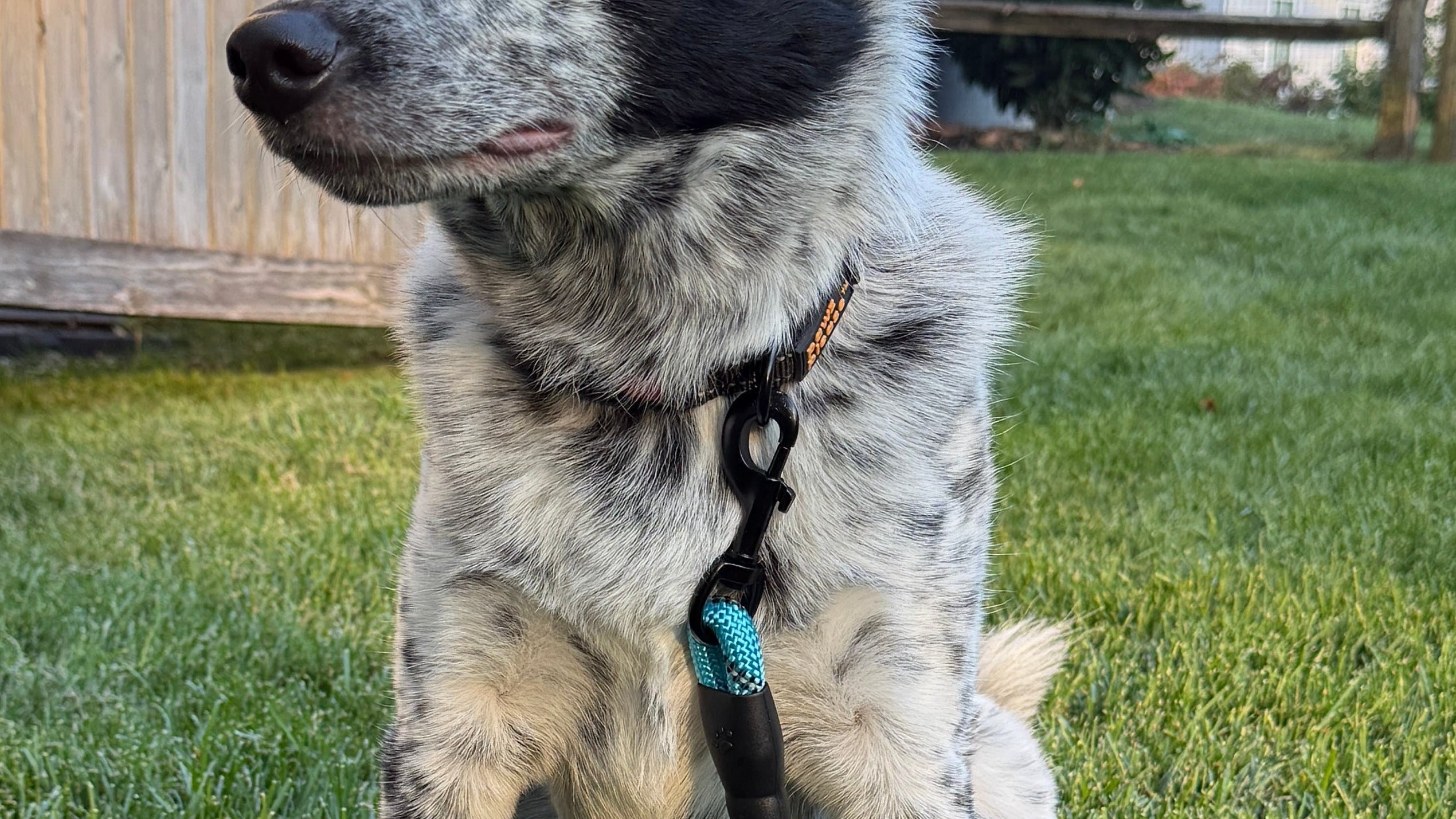 Dog with a Breezy Blue Pawz Please Rope leash standing in grass with a wooden building and trees in the background