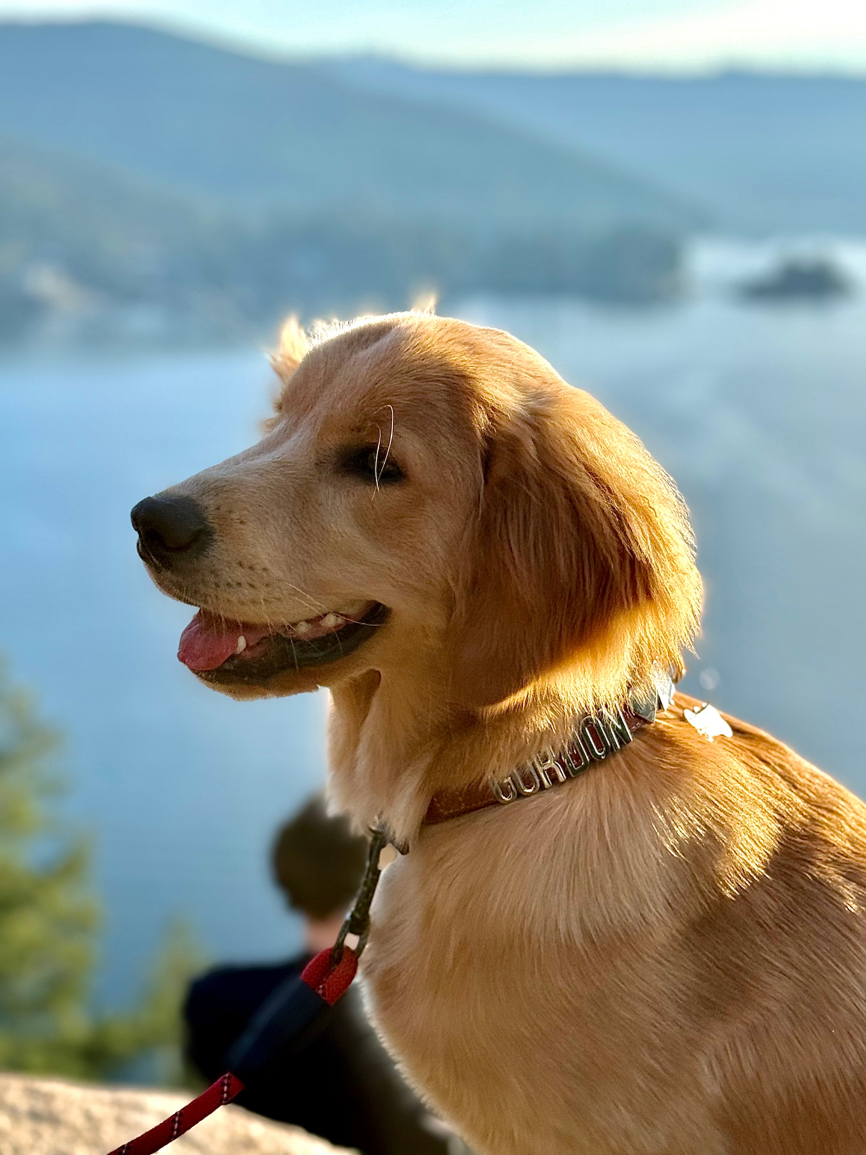 Golden Retriever in Pawz Please Signature Collar in Bark Brown 1