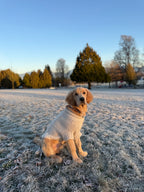 Golden Retriever in Pawz Please Signature Collar in Bark Brown Snow