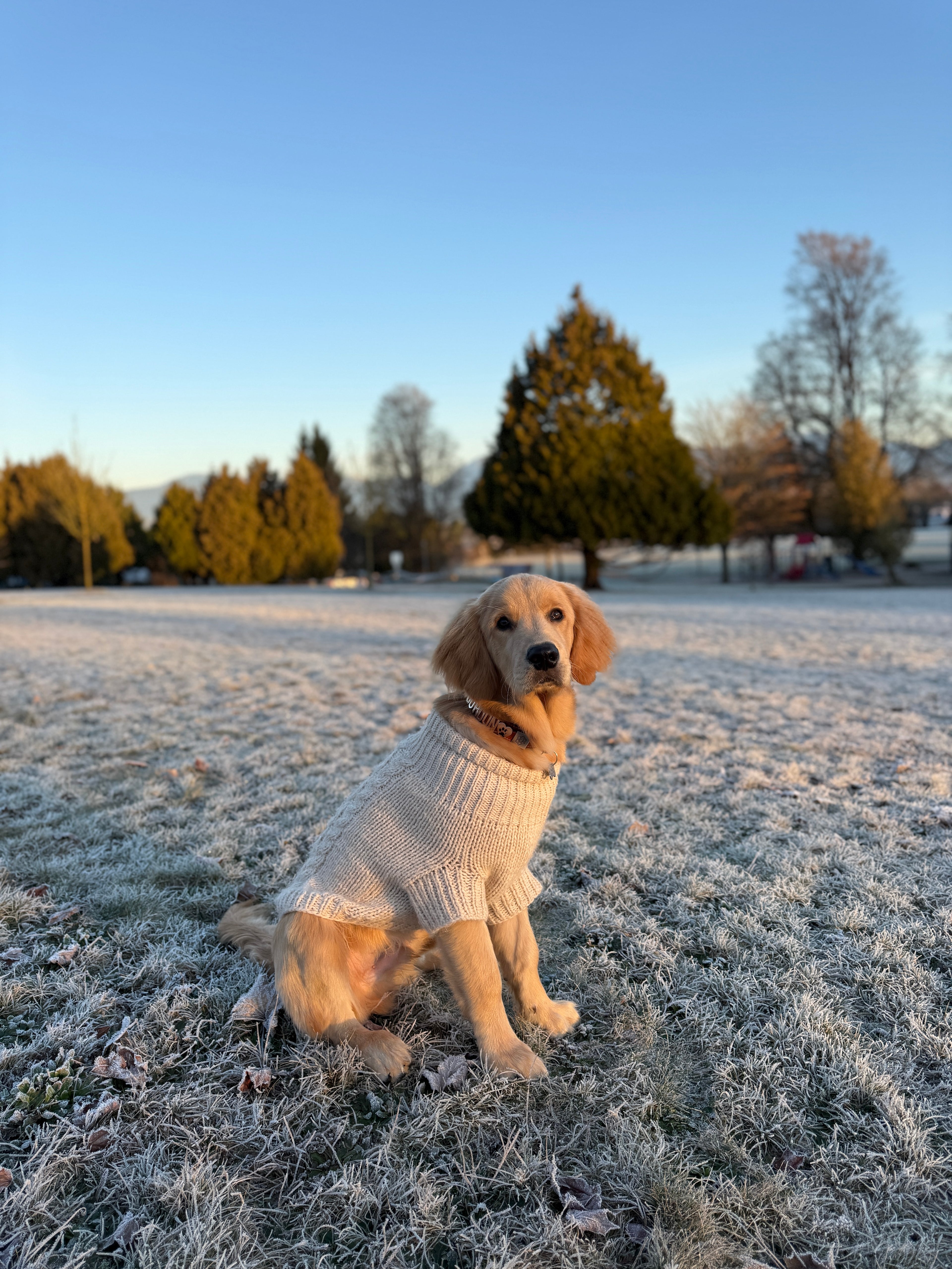 Golden Retriever in Pawz Please Signature Collar in Bark Brown Snow