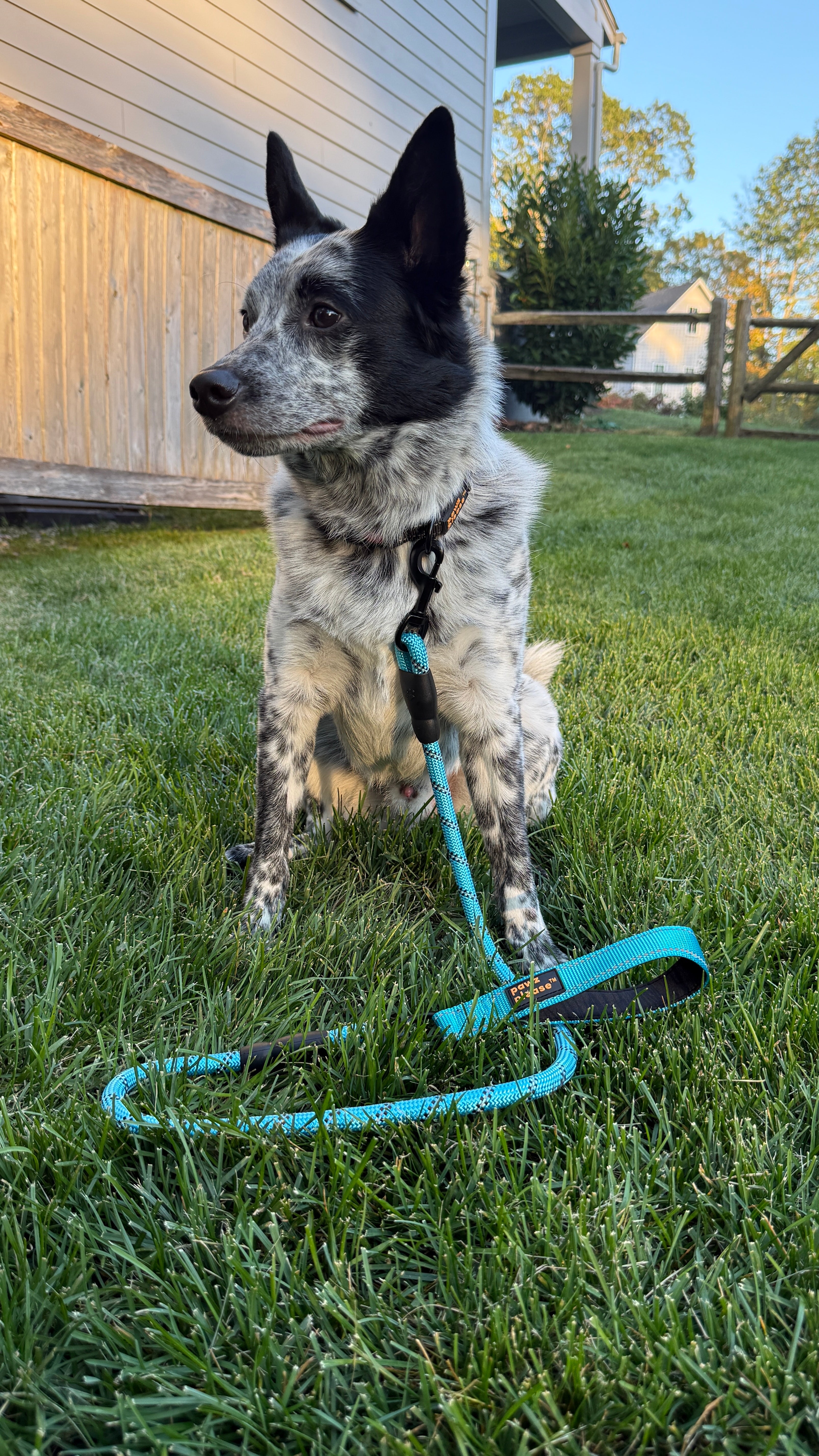 The Essential Rope Leash