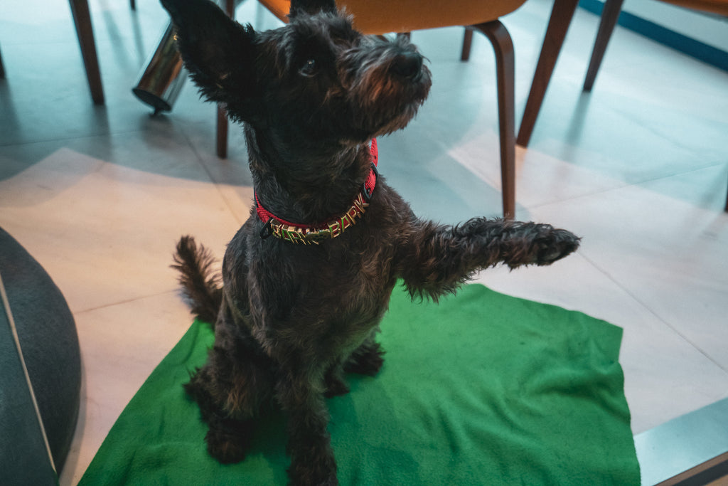 Small black dog with red Pawz Please collar with charms spelling BARK BARK, on a green mat indoors