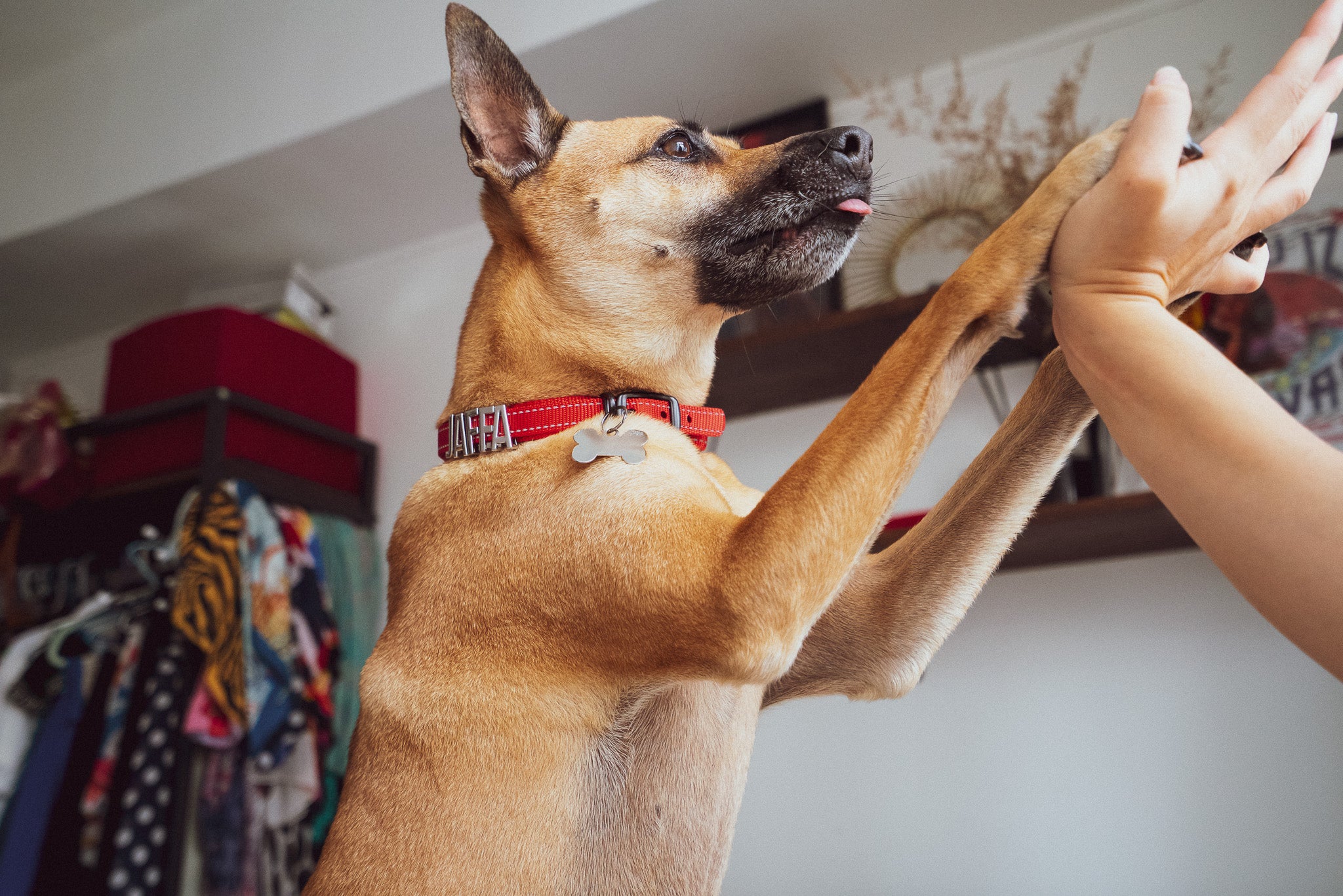 Dog with a red Pawz Please collar with charms spelling JAFFA giving a high-five indoors