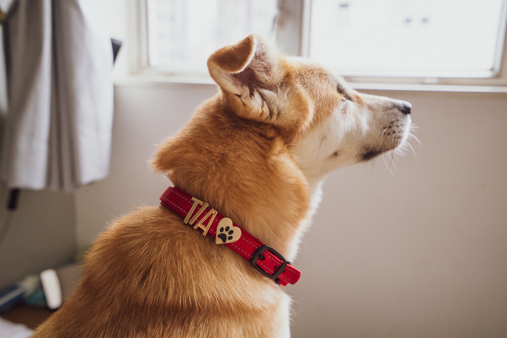 Dog wearing a red Pawz Please collar with TIA and a paw print heart, sitting by a window.