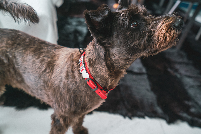 Dog with a Pawz Please Cherry Red Collar with charms spelling OTTO