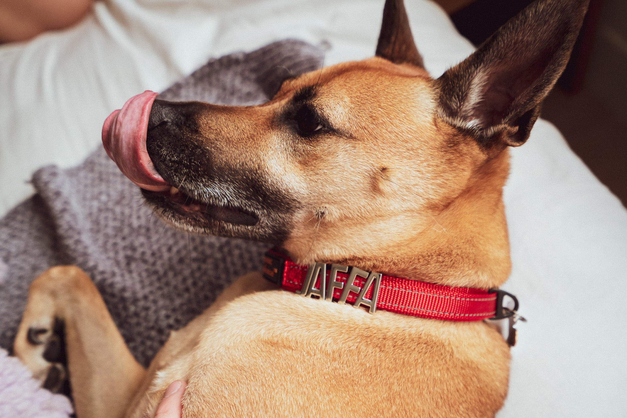 Dog wearing a red Pawz Please collar with JAFFA alphabet charms
