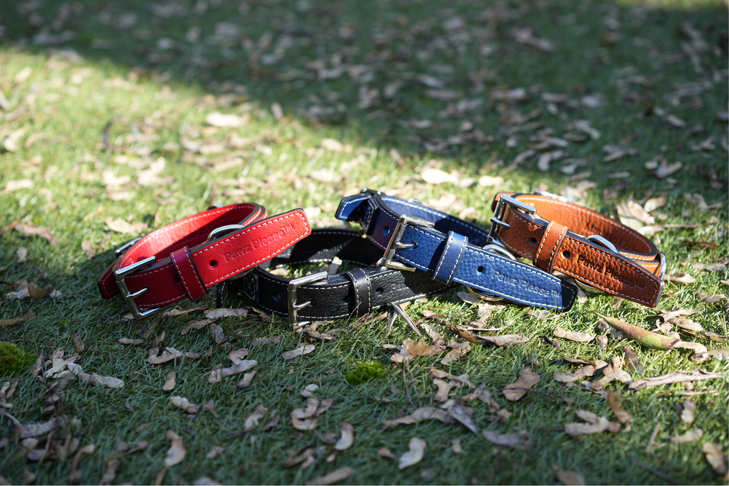 Pawz Please Signature Collar Leather in Mixed Colours