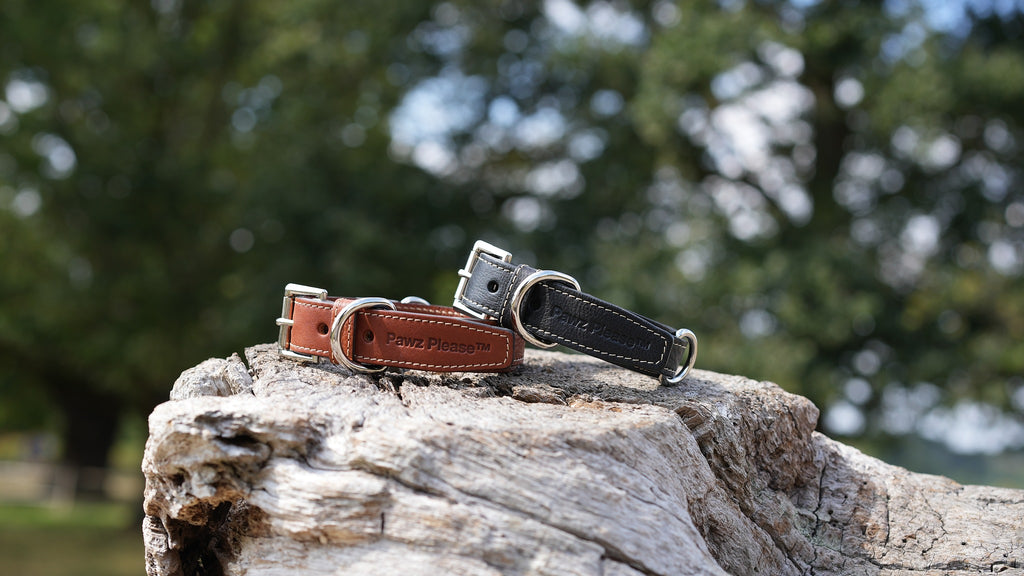 Pawz Please Signature Collar in Bark Brown and Onxy Black