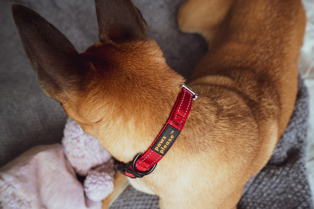 Small dog wearing a Cherry Red Pawz Please collar with a brand logo, sitting on a textured surface.