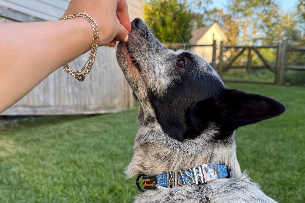Dog wearing a blue Pawz Please collar with charms spelling NASH on it, with a square charm and face of a dog printed on, standing on grass with a person petting its face.
