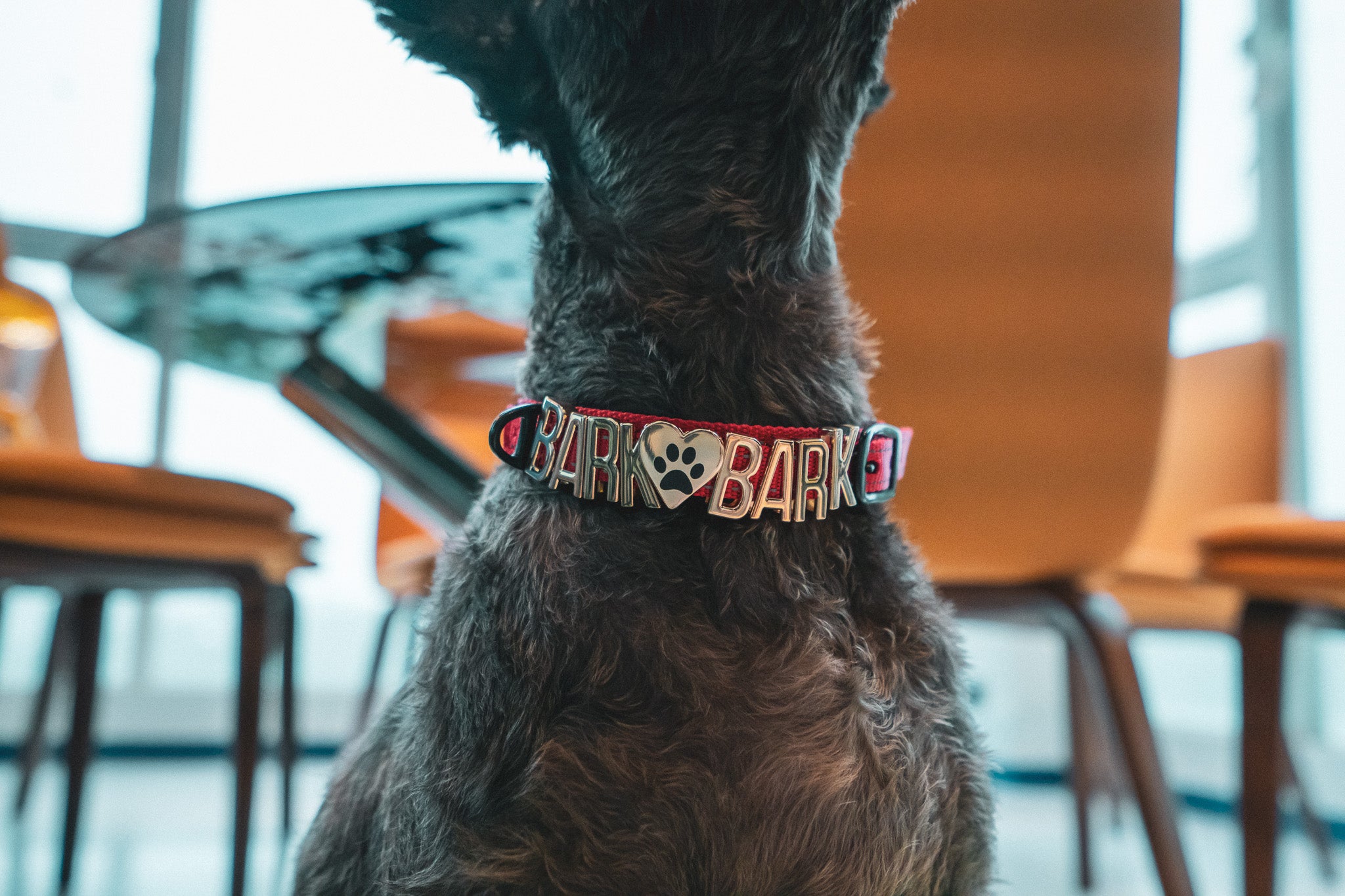 Dog wearing a red Pawz Please collar with BARK BARK on it, sitting in a modern indoor setting.