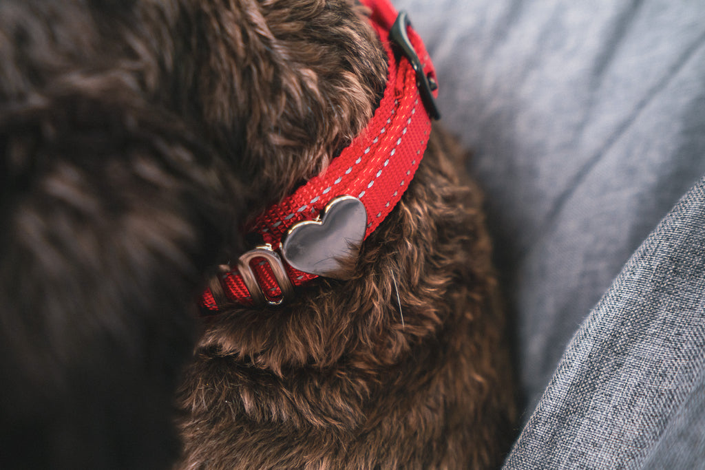 Close-up of a dog wearing a red Pawz Please collar with heart-shaped charm