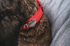 Close-up of a dog wearing a red Pawz Please collar with heart-shaped charm