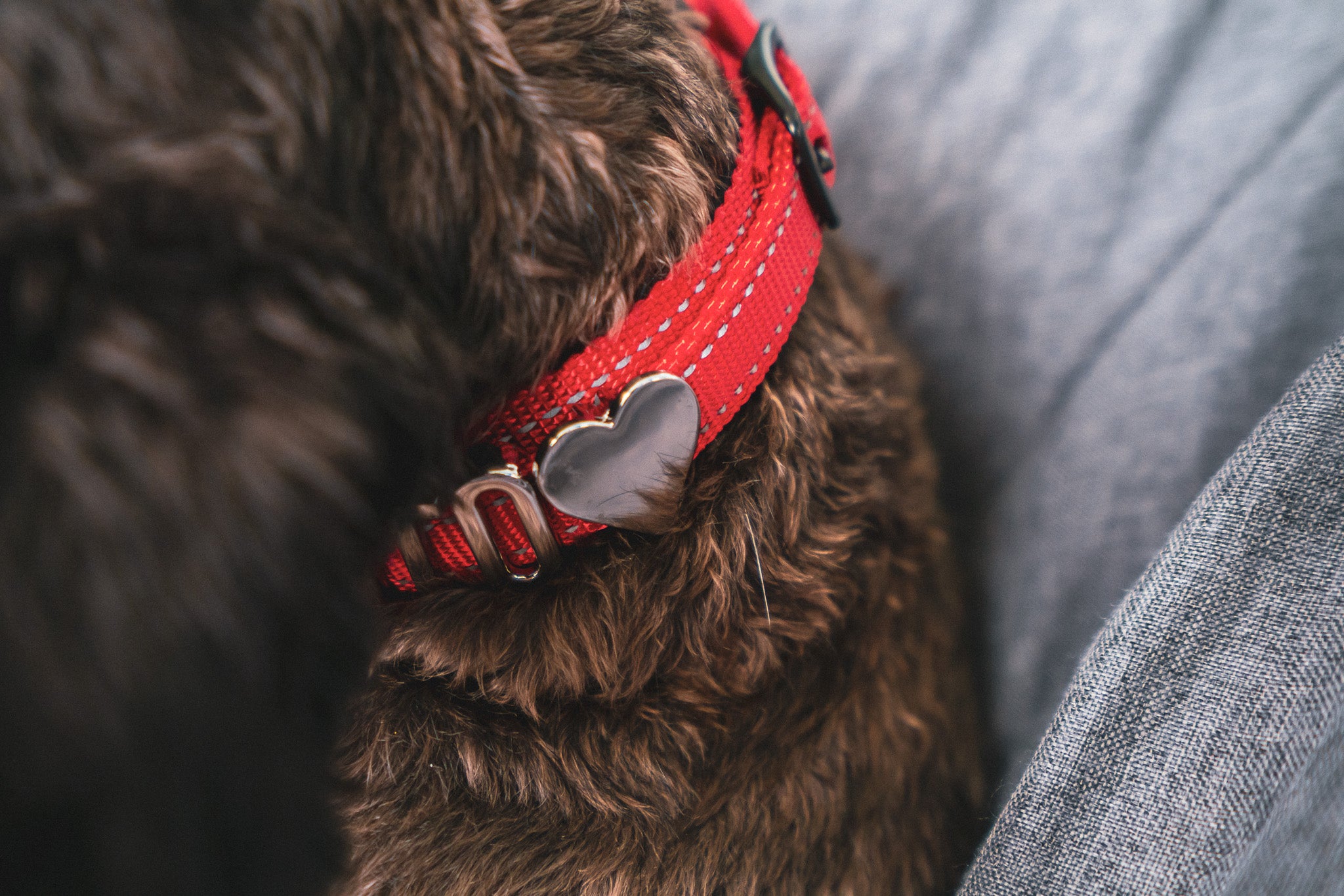 Close-up of a dog wearing a red Pawz Please collar with heart-shaped charm